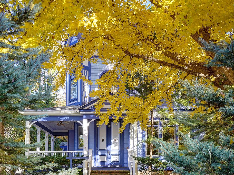 Male Ginkgo tree going gold.