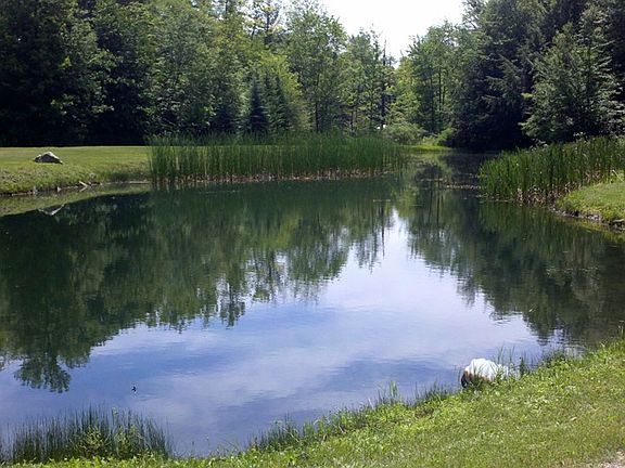 Pond - summer view