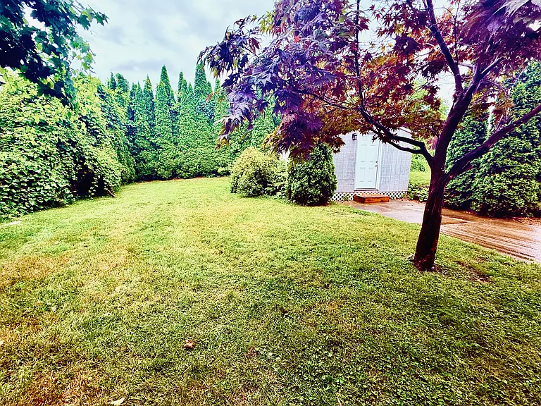 Backyard covered with trees