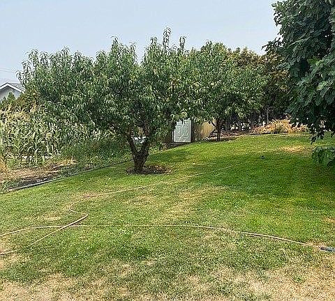 yard