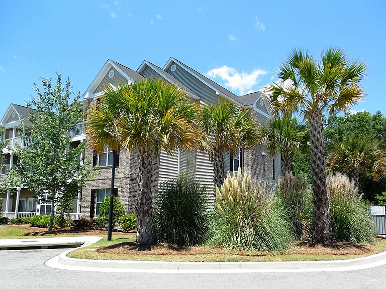 Palm Trees