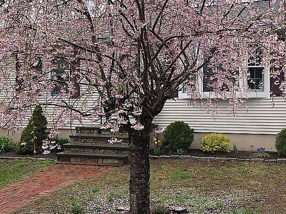 Weeping cherry 