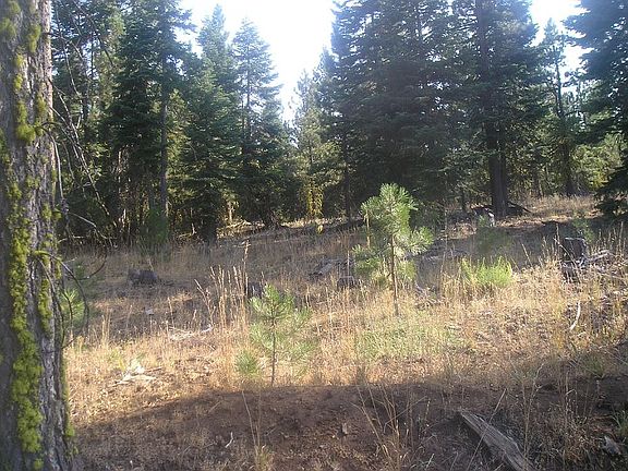 Huge Trees and Open Spaces!
