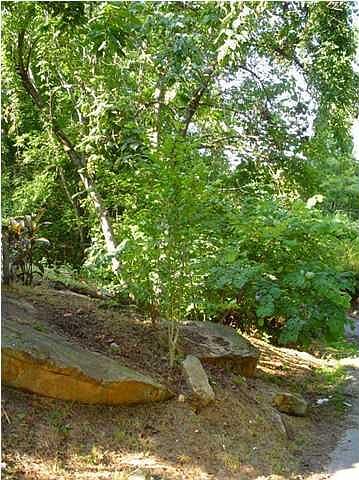 2nd image of 345 Mowbray Pike