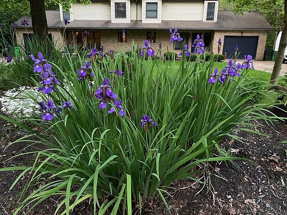 Spring Island flowers