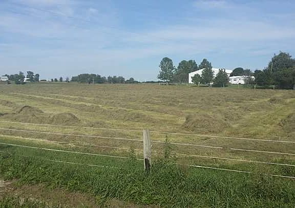 Great Grass Hay