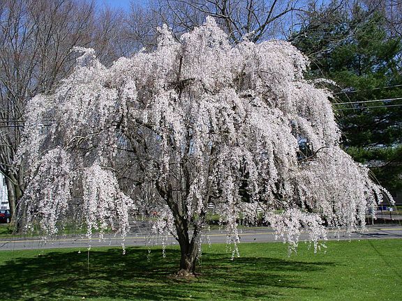 Weeping Cherry Tree in front
