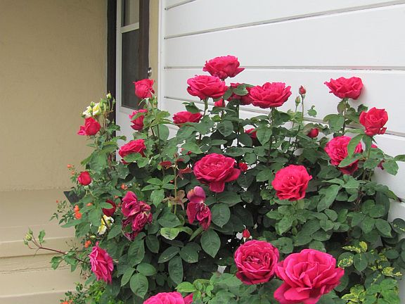 Roses at your front door!