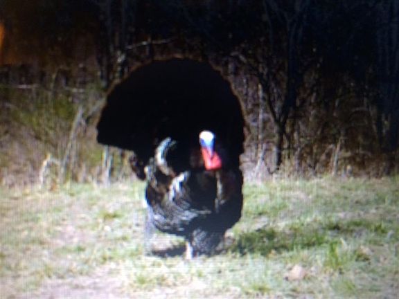 Plenty of Wild Turkey