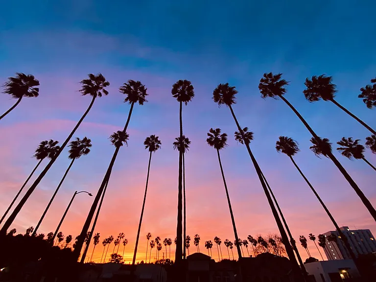 Palm tree lined street