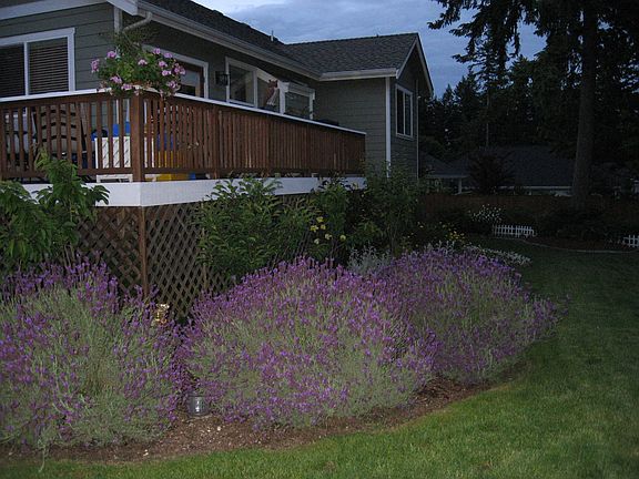 Back Deck