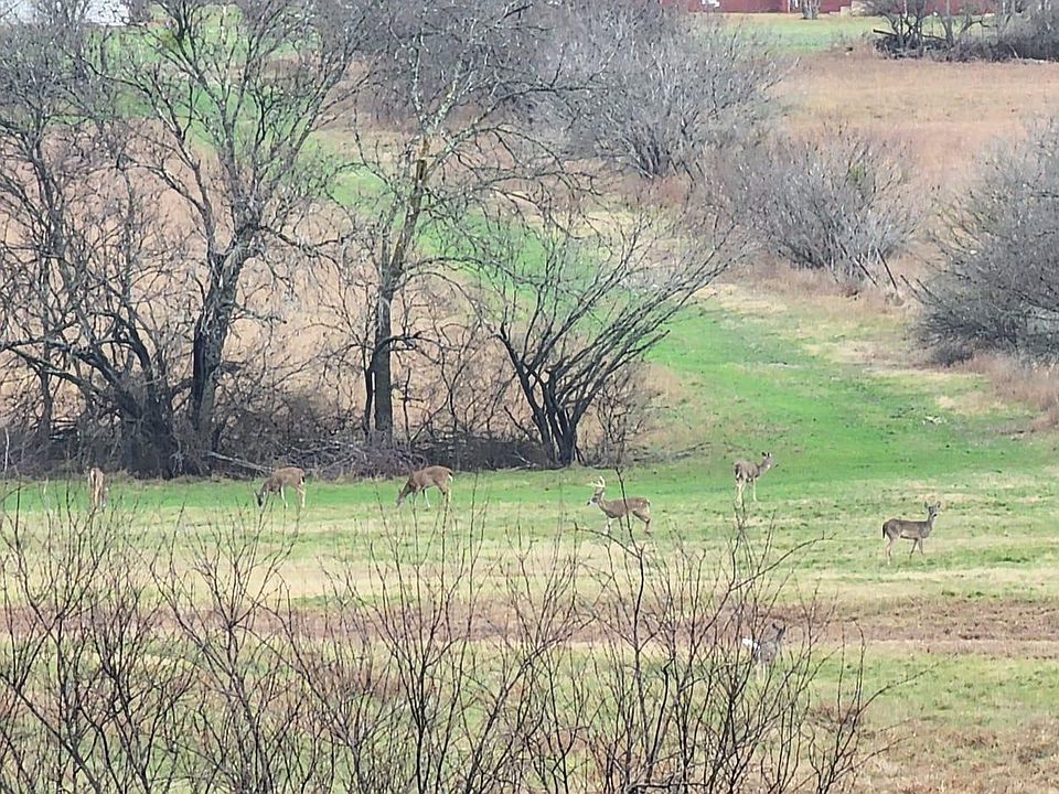 Deer, wild Turkey, Ravens, Mexican Eagles and an occasional coyote or 2 or 3. Is the view you have