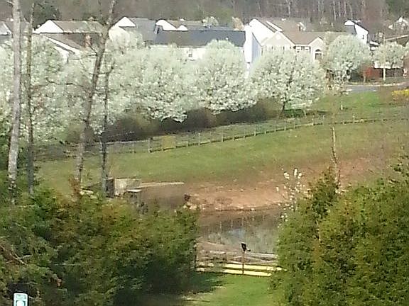 Bradford pears in bloom.