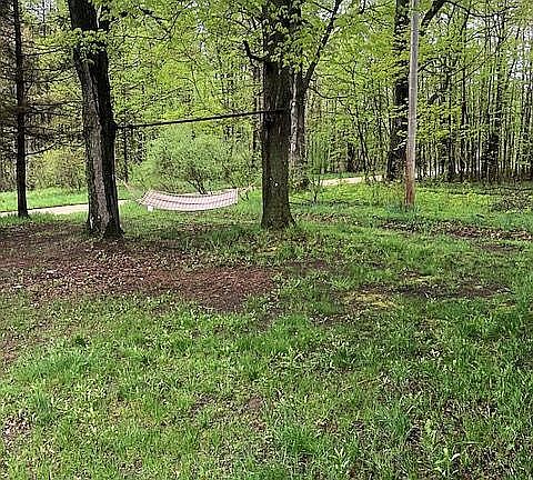 front road lining shade tree