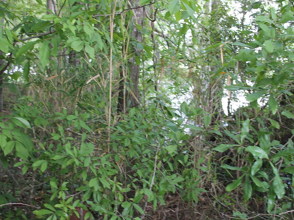 2nd image of Lot#115-11 Waccamaw Shores Road