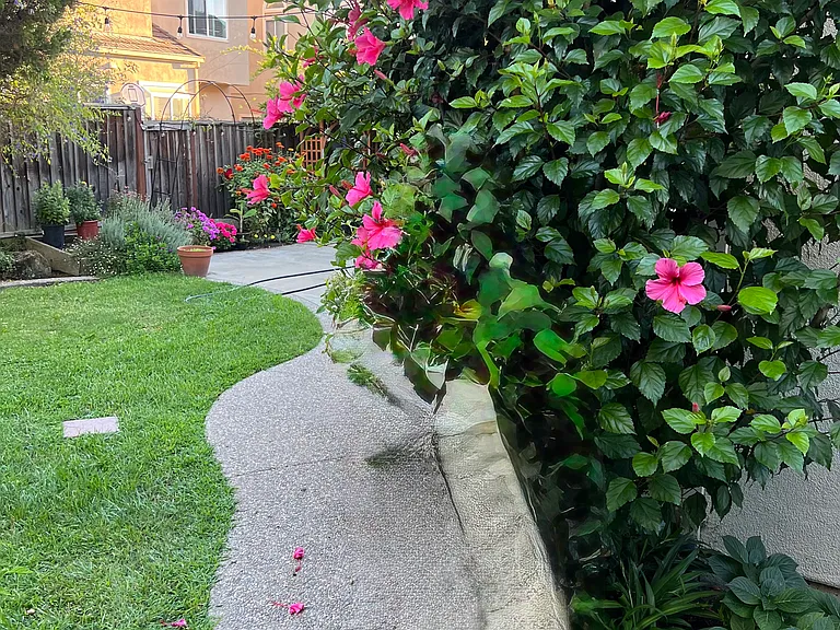 Backyard blossoms