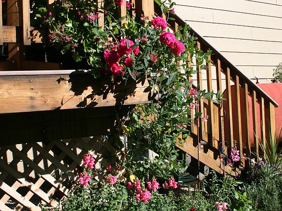 So many cut flowers!