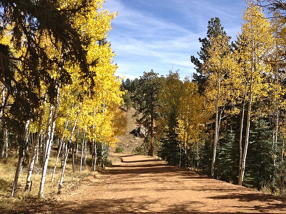 Aspen Lined Driveway
