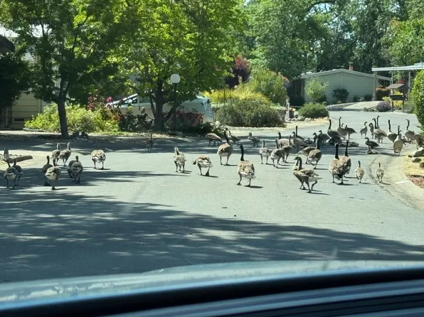 4420 Pleasant Valley Rd Unit 130, Diamond Springs, CA 95619