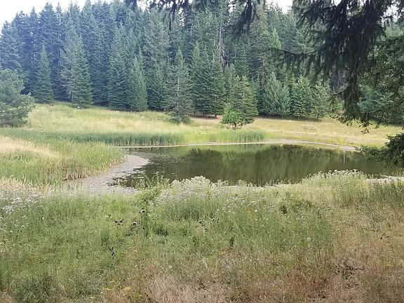 Spring fed pond year round 