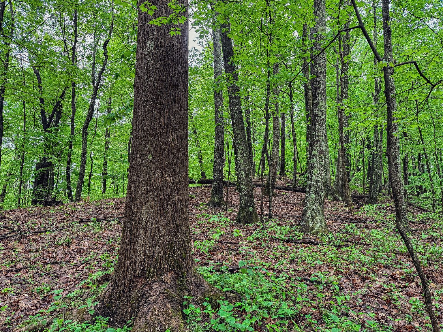 0 Postlewait Hollow Rd, Lumberport, WV 26386 MLS 11276148 Zillow