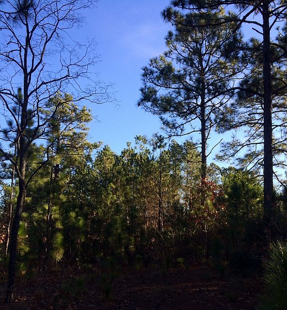 2nd image of Tbd Pee Dee Road