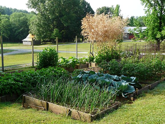 Organic Garden Beds