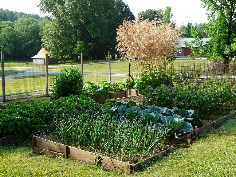 Last Year's Garden
