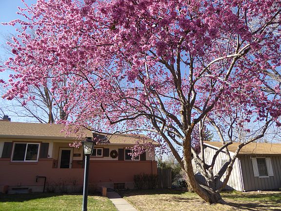 Crabapple tree in full bloom