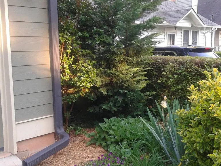 Garden In Back of House