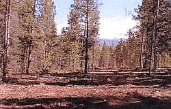 1st image of 223 FAIRWAY Lane #