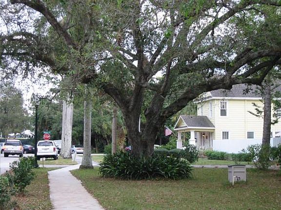 Front Yard OakTree