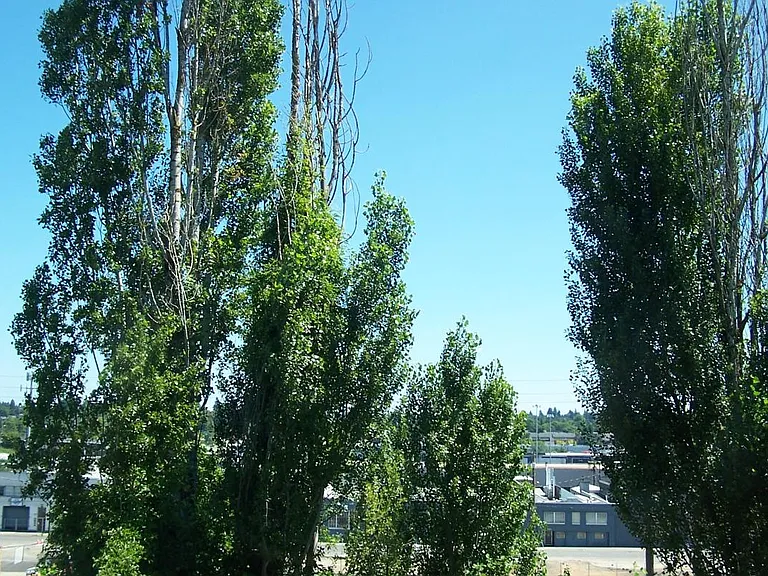 View out back