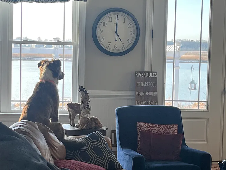 This pups loves to watch the songbirds at the feeders and geese on the river.