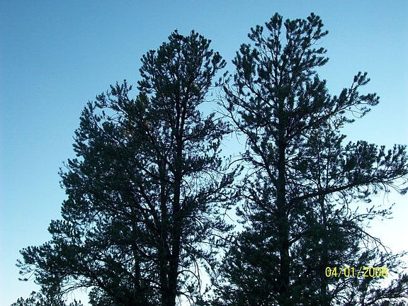 3rd image of 406 N Whitetail Dr