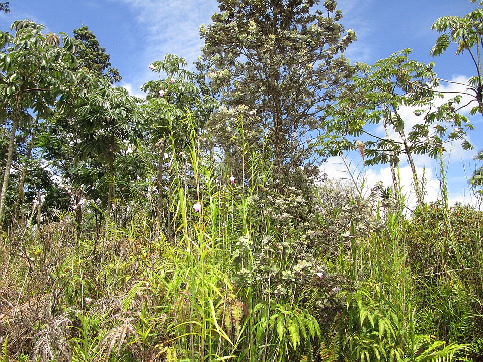 1st image of Pukalani Dr Lot 26