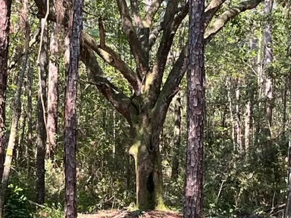 Goff Farm Rd, Moss Pt, MS 39562