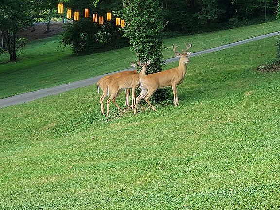 Unexpected regular guests