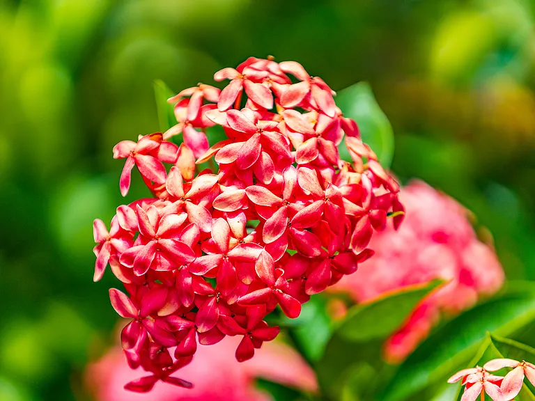Lush, tropical landscaping