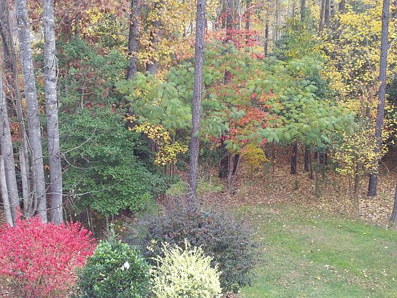 Backyard in autumn