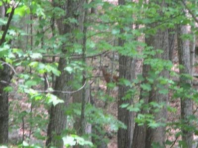 Tbd Comers Rock, Elk Creek, VA, 24326