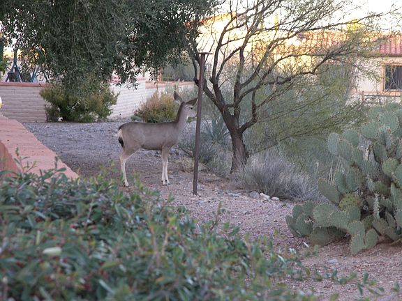 Deer out back