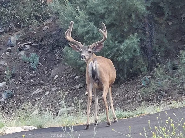 2100 Hickory Ct Lot 463, Pine Mountain Club, CA 93222