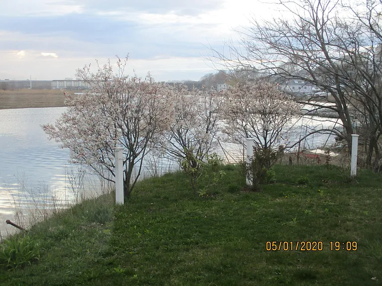 lawn in spring looking northwest at mid-tide