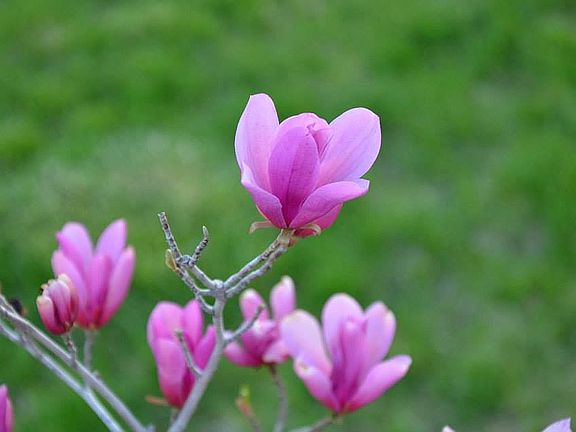 MAGNOLIA