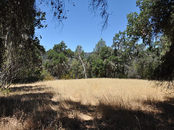Open meadow looking toward r
