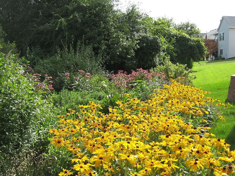 Backyard in summer1