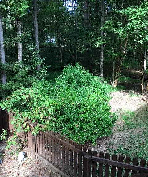 Side yard has gardenia bushes, Camelia trees, azaleas that all bloom at different times of the year.This pic was taken just past season and before the grassy area was redesigned for less maintenance.
