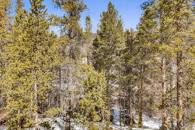 Views of Surrounding Forrest