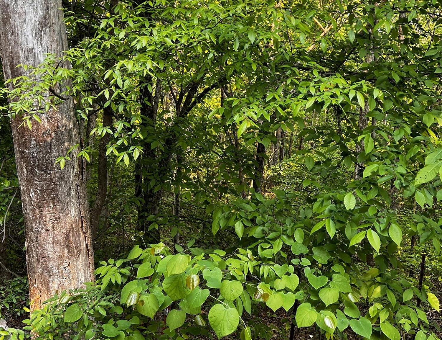 0 NE Bowater Rd, Calhoun, TN 37309 Zillow